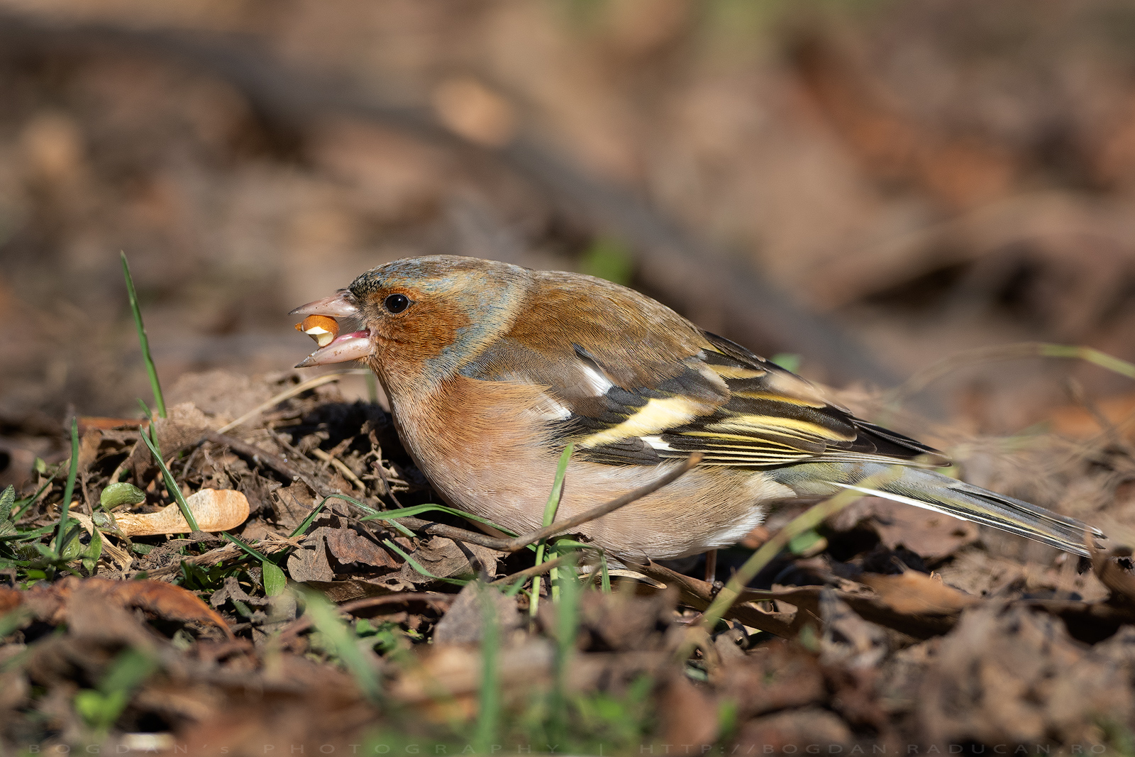 Cinteza / Chaffinch (Fringilla coelebs)