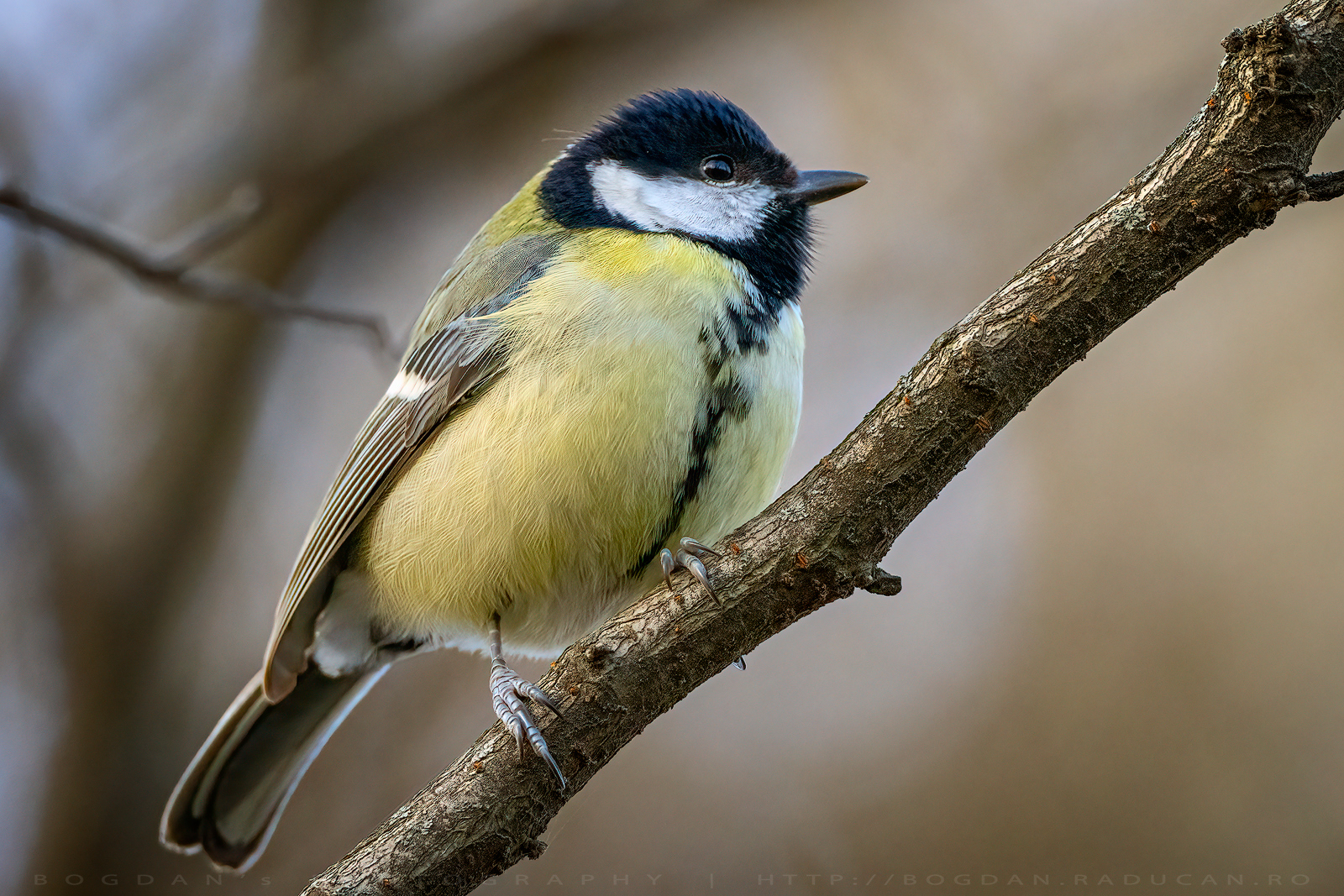 Pitigoi mare / Great tit (Parus major)