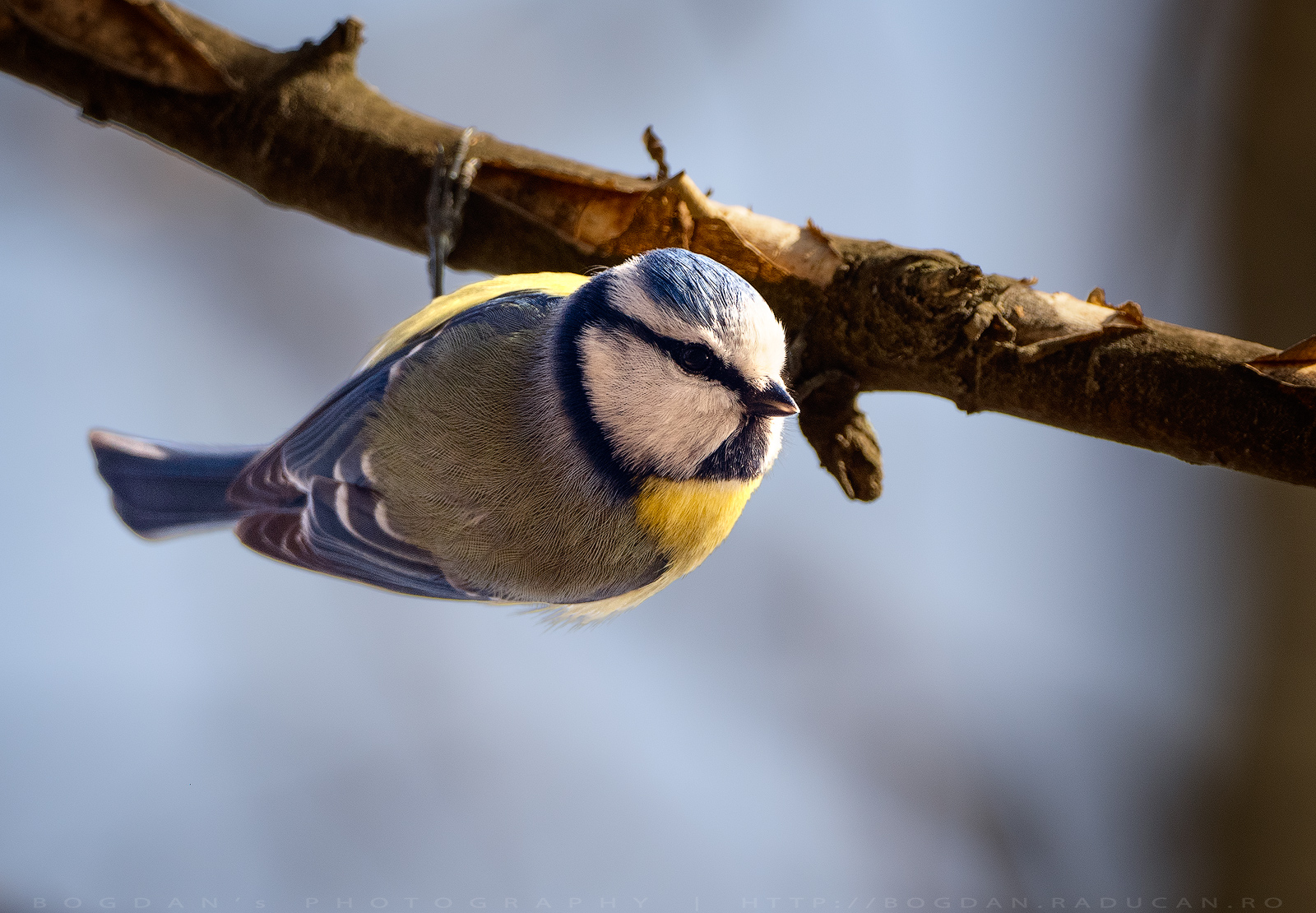 Pitigoi albastru / Blue tit (Cyanistes caeruleus)