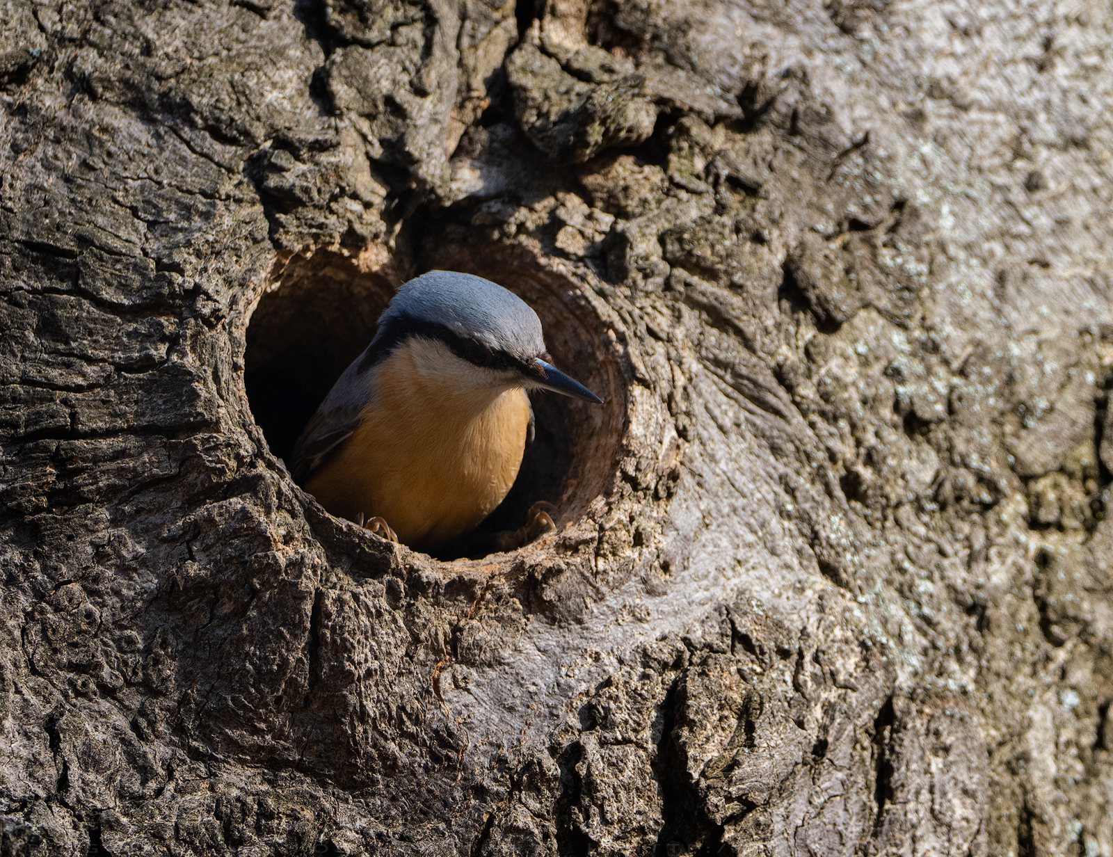 Ticlean / Nuthatch (Sitta europaea)
