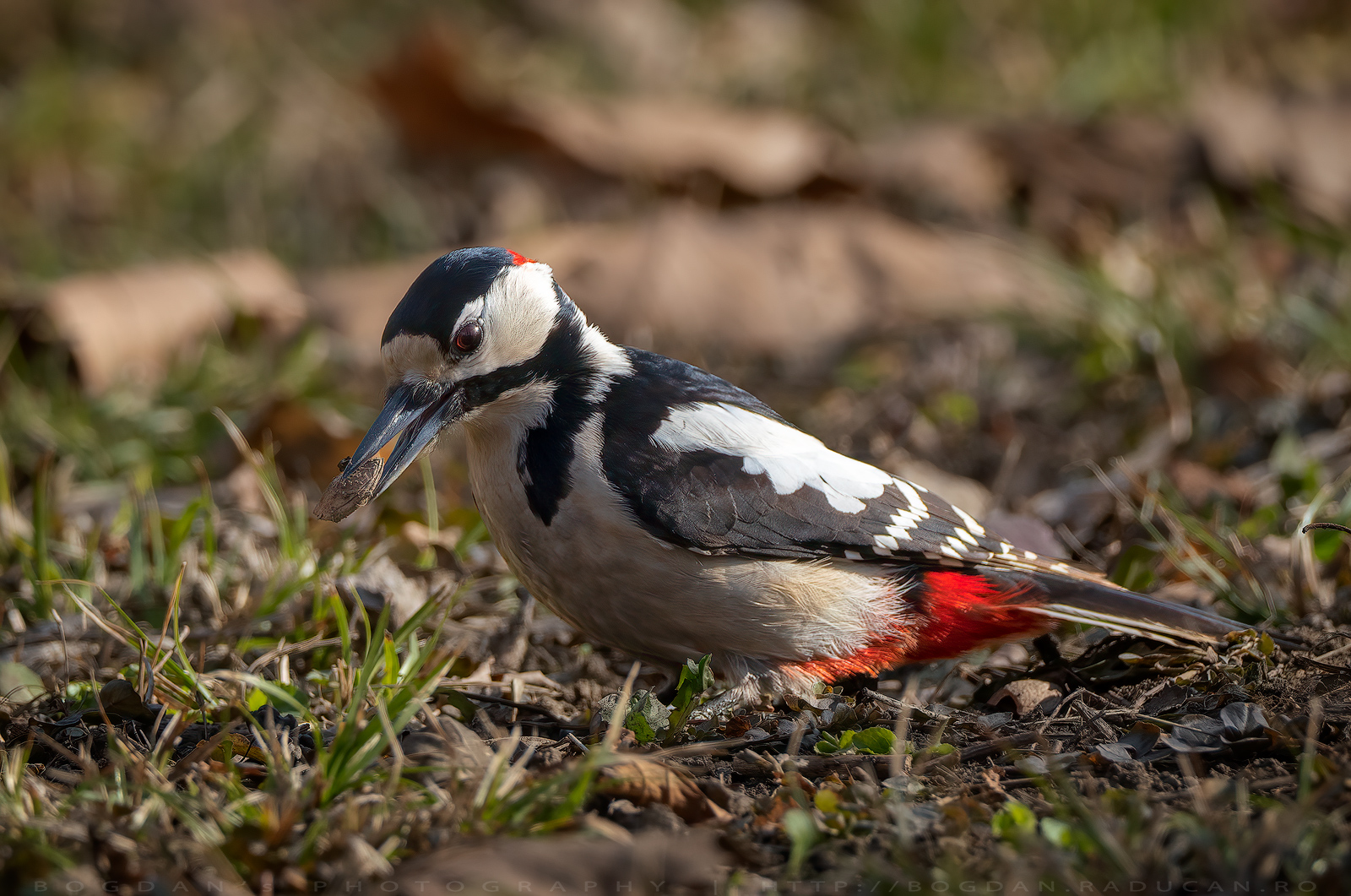Ciocanitoarea pestrita mare / Great spotted woodpecker (Dendrocopos major)