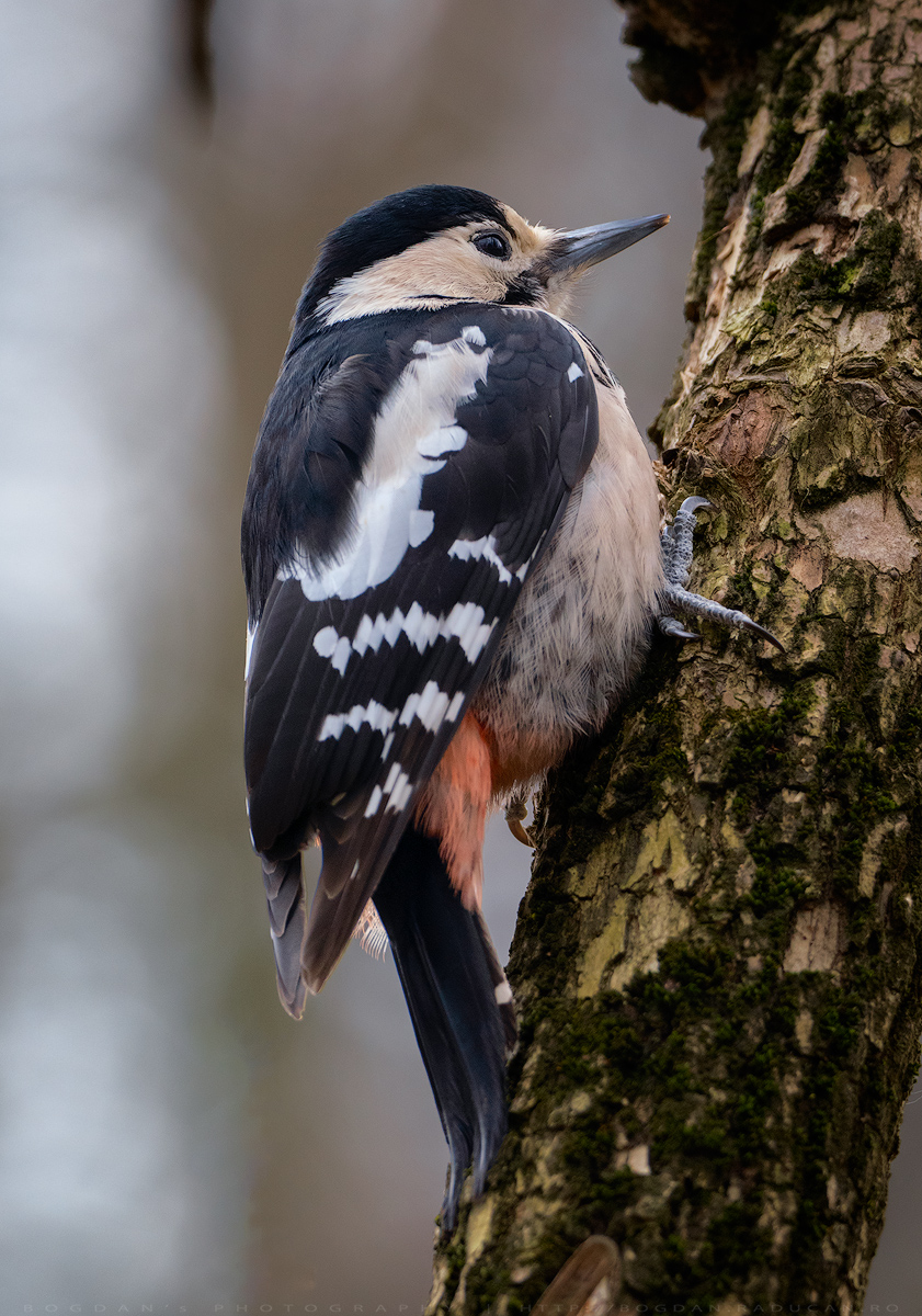 Ciocanitoarea de gradina / Syrian woodpecker (Dendrocopos syriacus)