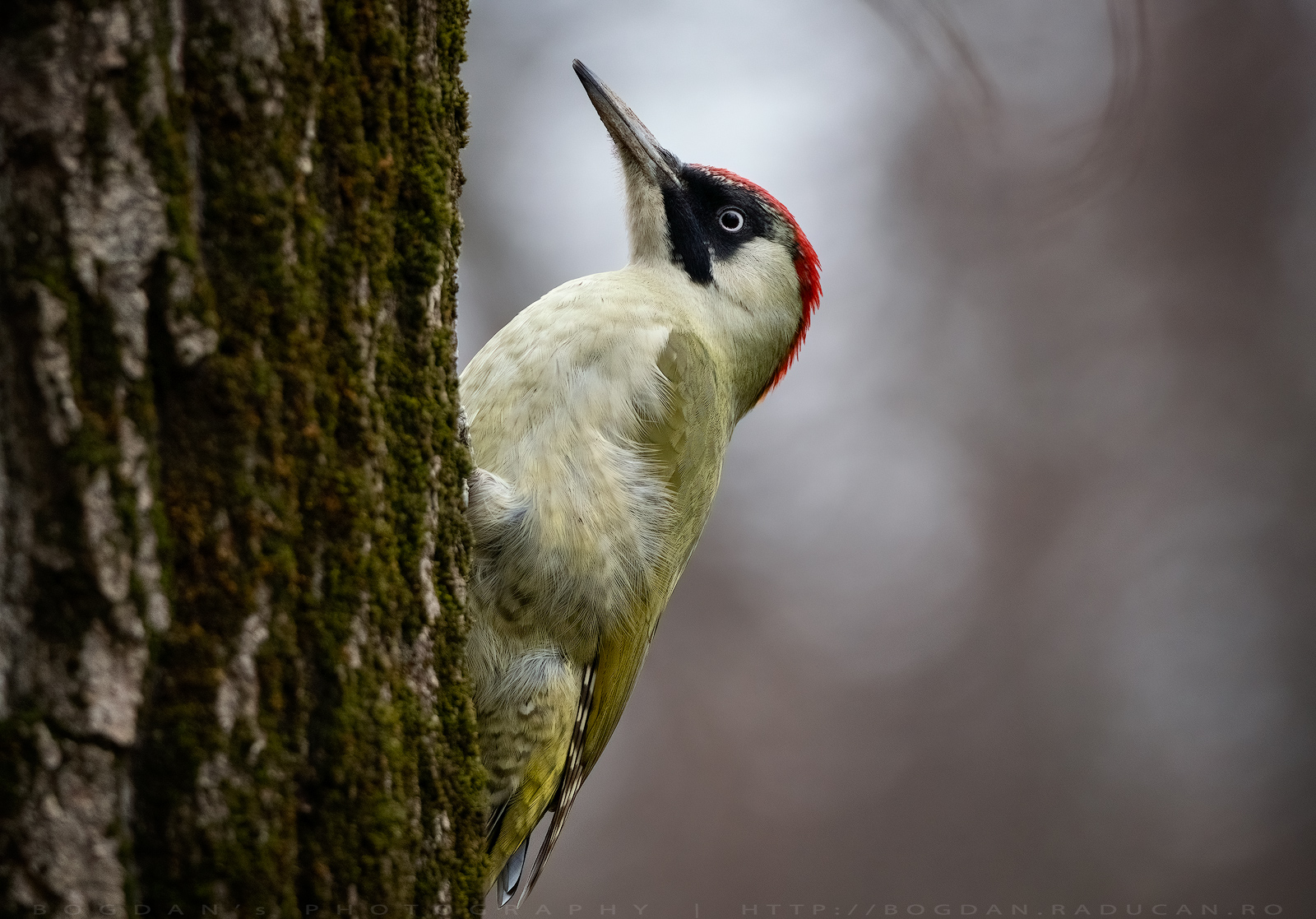 Ghionoaia verde / Green woodpecker (Picus viridis)