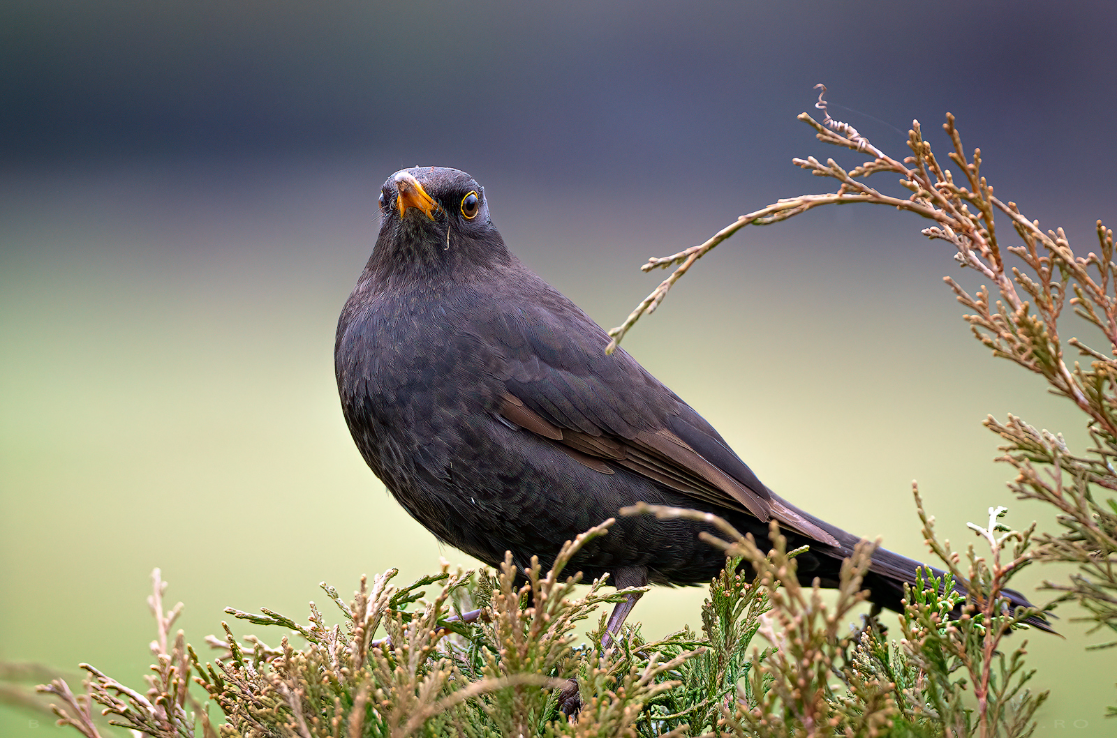 Mierla / Blackbird (Turdus Merula)