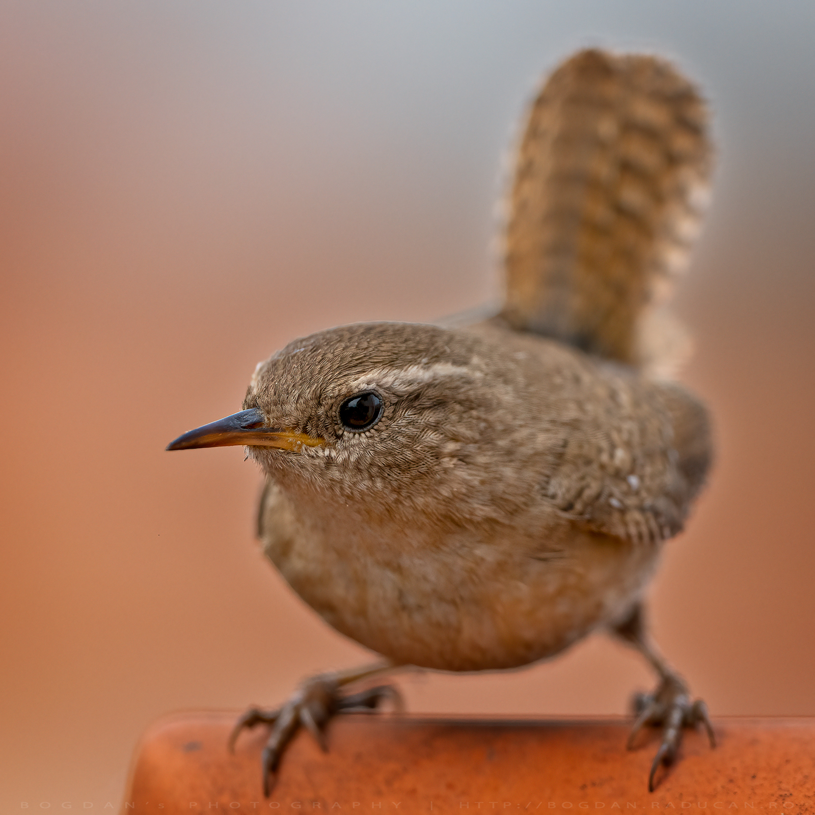 Pantarus / Common wren (Troglodytes trogrodytes)