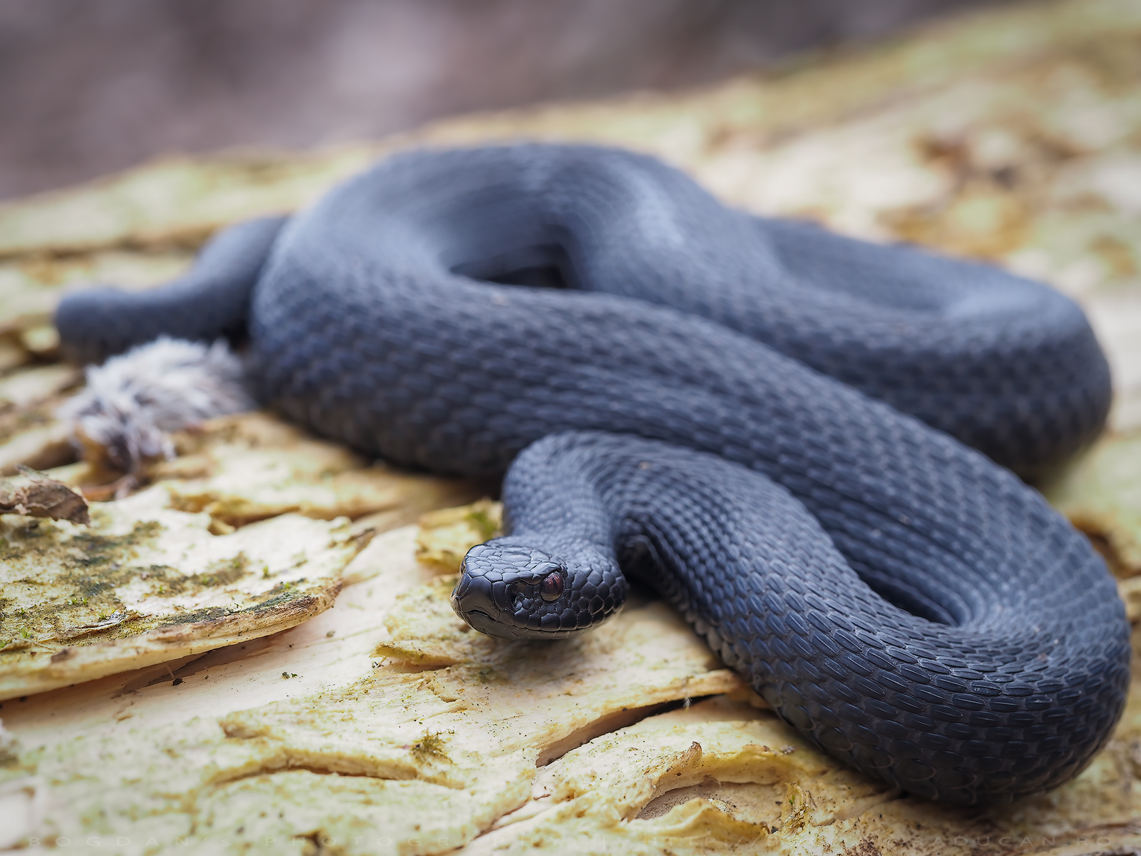 Vipera nikolskii (RO / EN)