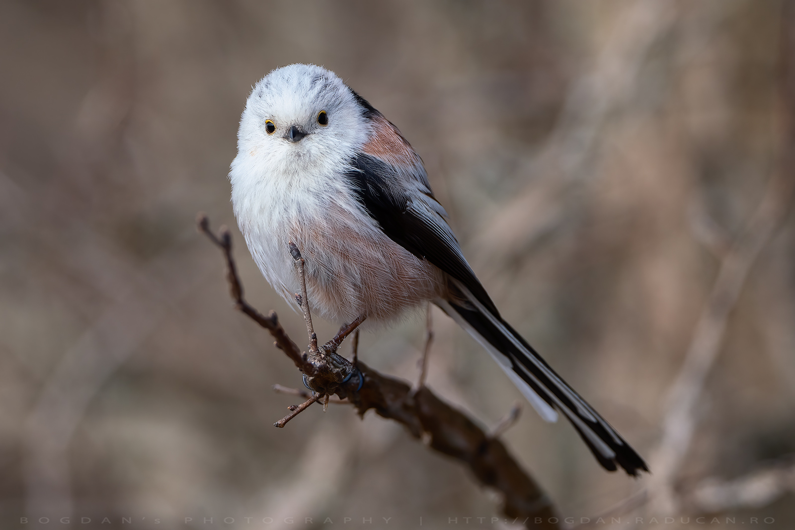 Pitigoi codat / Long-tailed tit (Aegithalos caudatus)