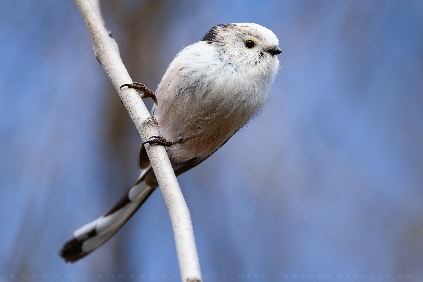 Pitigoi codat / Long-tailed tit (Aegithalos caudatus)