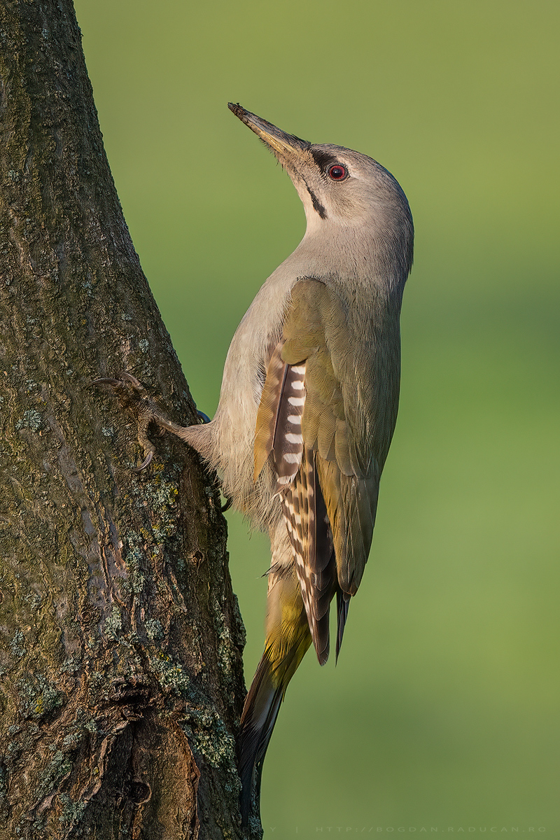 Ghionoaie sură / Grey woodpecker (Picus canus)