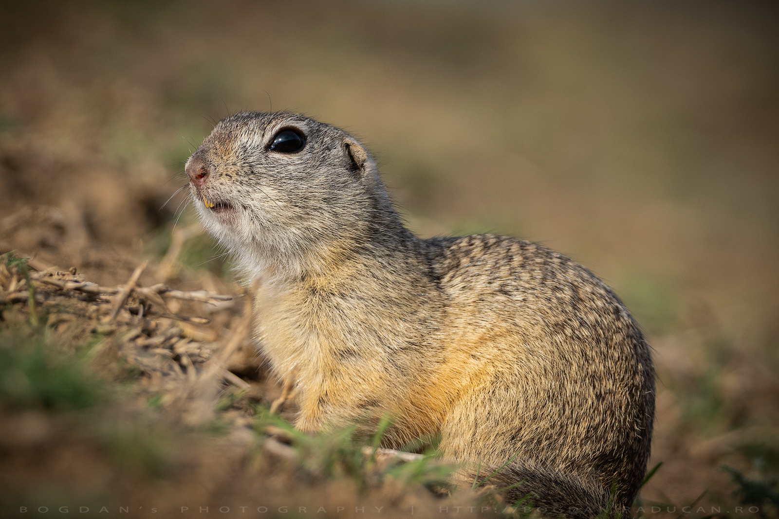Popandaul / Ground squirrel (Spermophilus citellus)