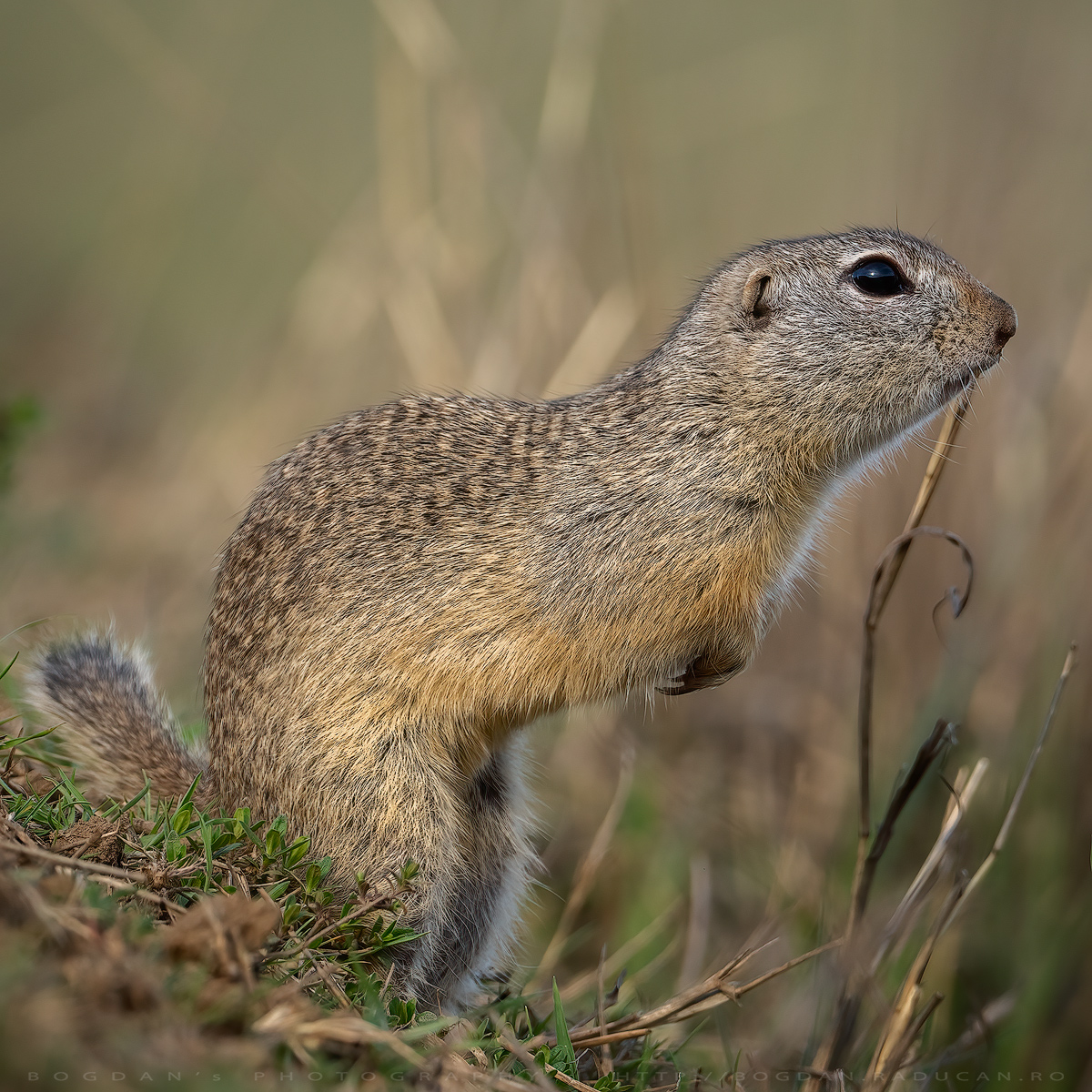 Popandaul / Ground squirrel (Spermophilus citellus)