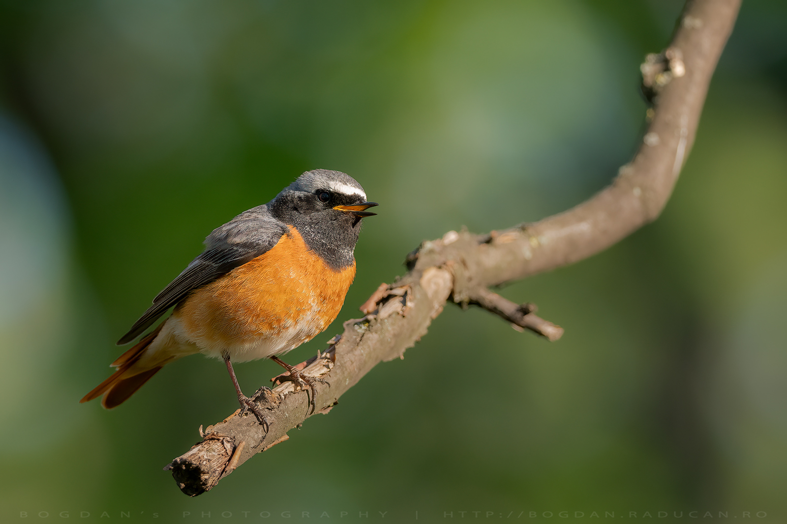 Codroș de pădure / Common redstart (Phoenicurus phoenicurus)
