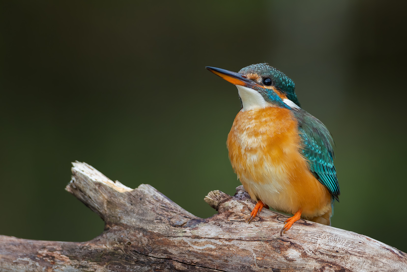 Pescaras albastru / Eurasian kingfisher (Alcedo atthis)
