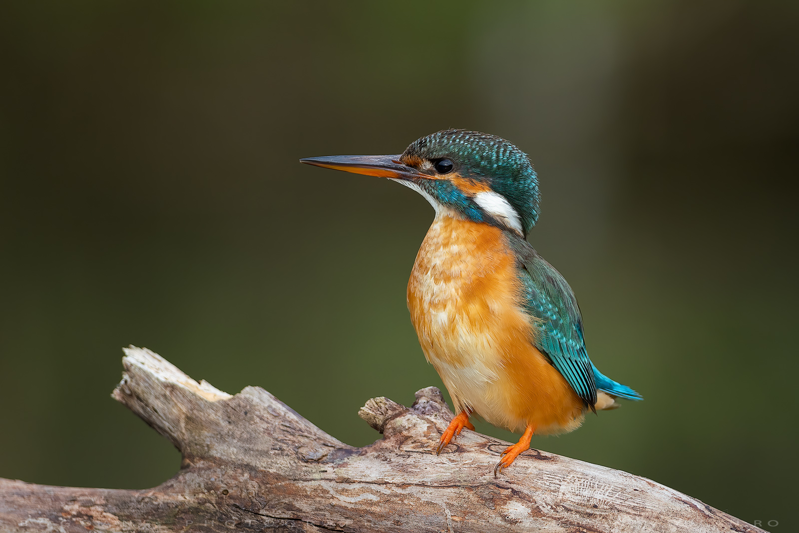 Pescaras albastru / Eurasian kingfisher (Alcedo atthis)
