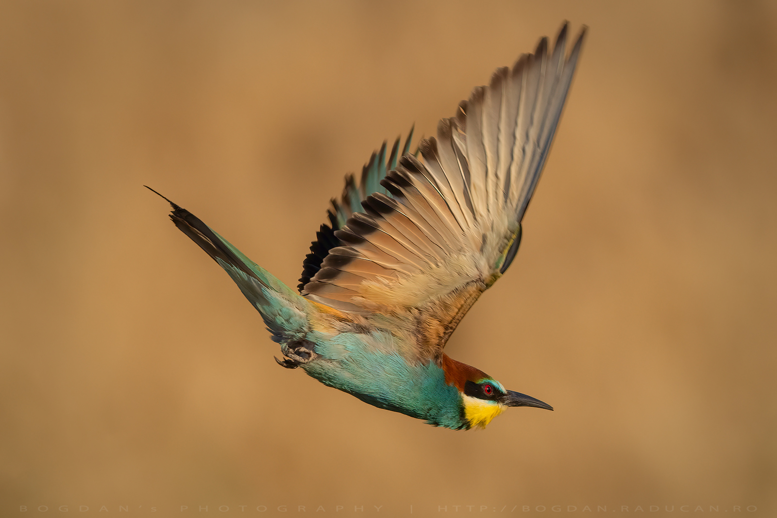 Prigoria / Bee eater (Merops apiaster)