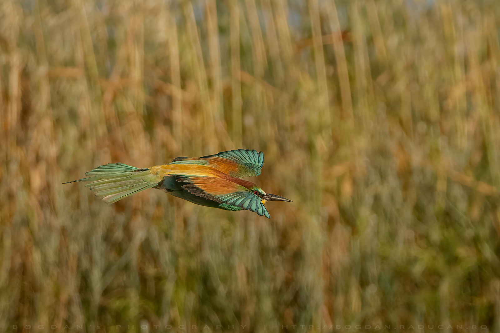 Prigoria / Bee eater (Merops apiaster)