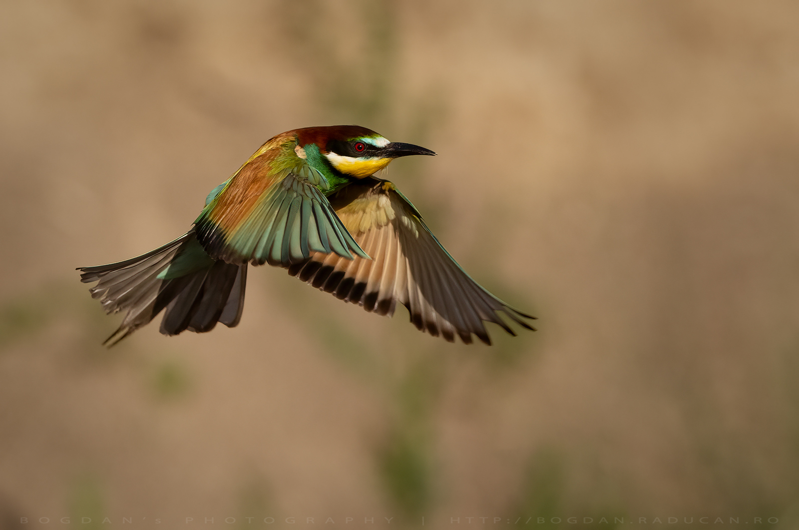 Prigoria / Bee eater (Merops apiaster)