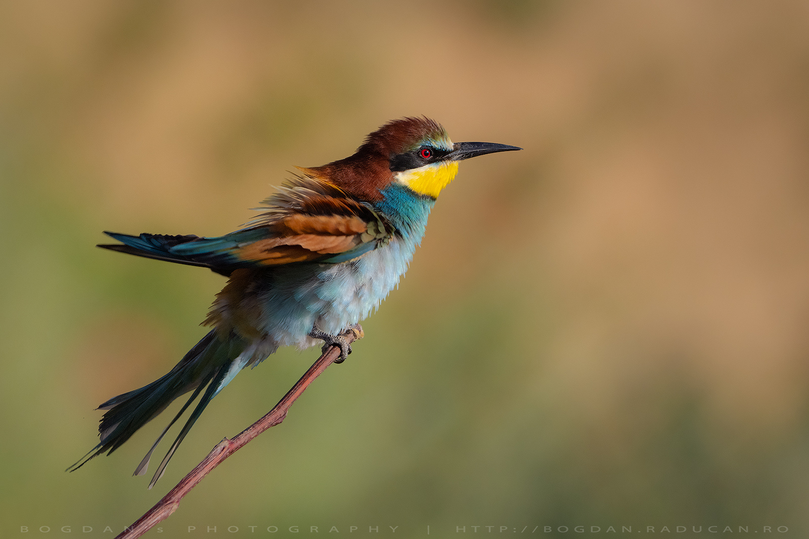 Prigoria / Bee eater (Merops apiaster)