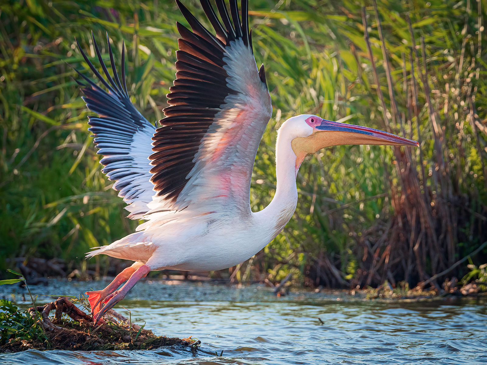 Pelican comun / Great white pelican (Pelecanus onocrotalus)