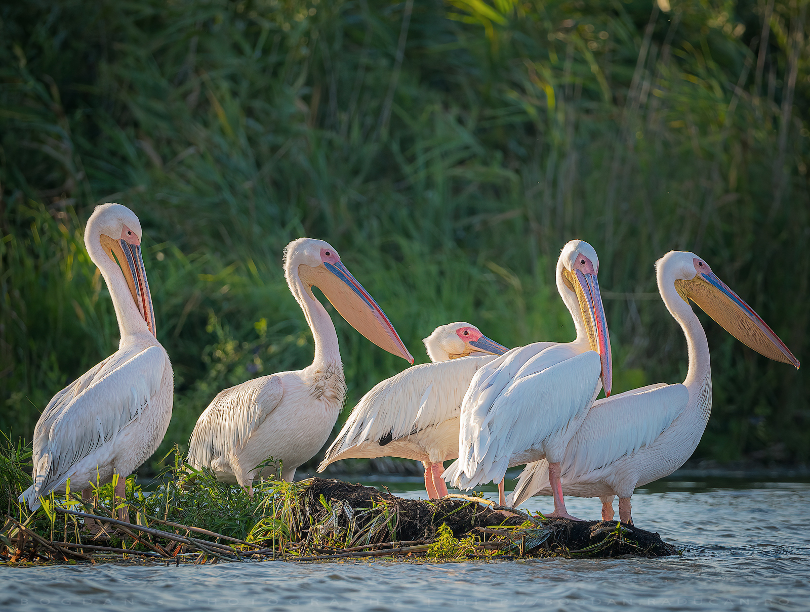 Pelican comun / Great white pelican (Pelecanus onocrotalus)