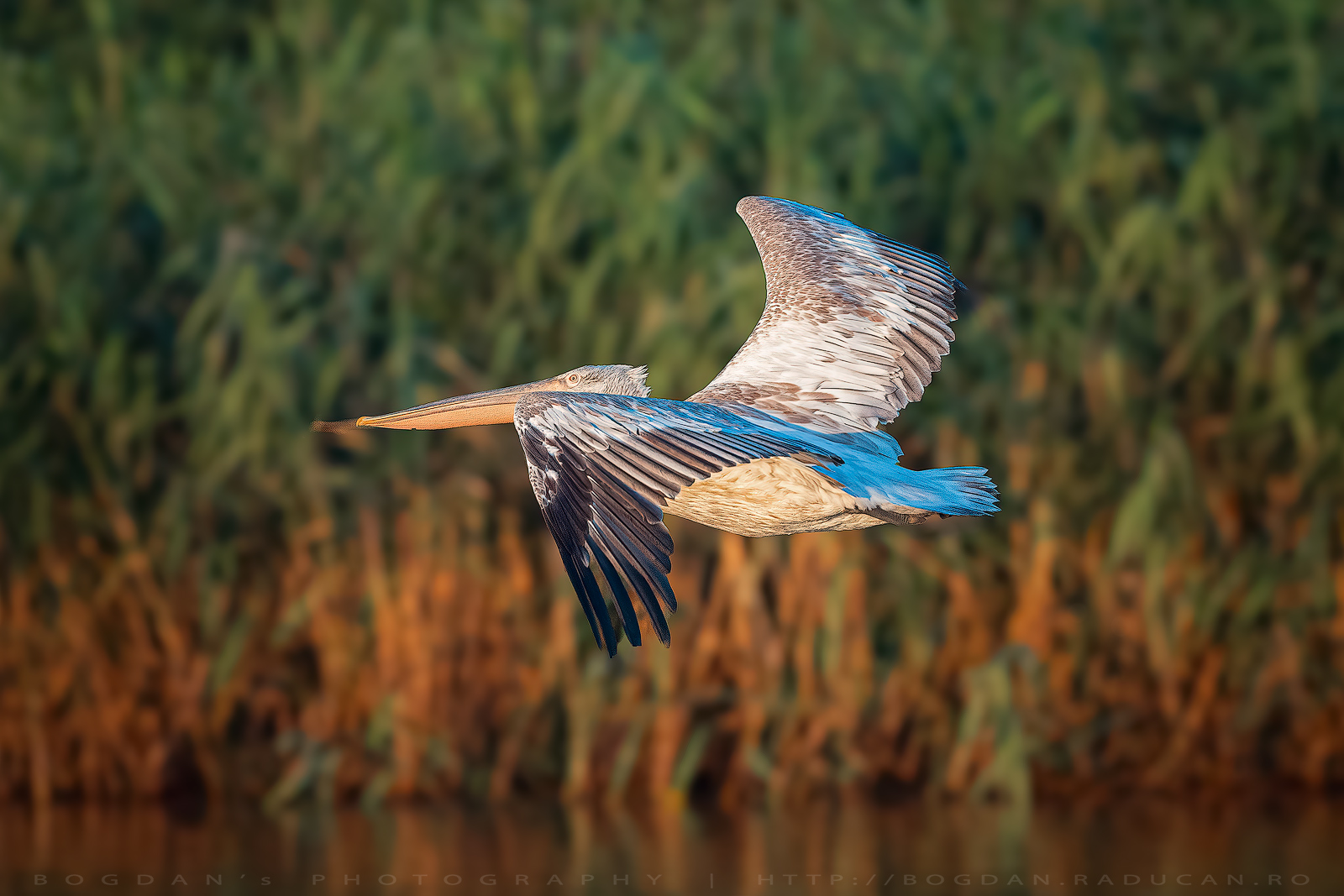 Perlican cret / Dalmatian pelican (Pelecanus crispus)