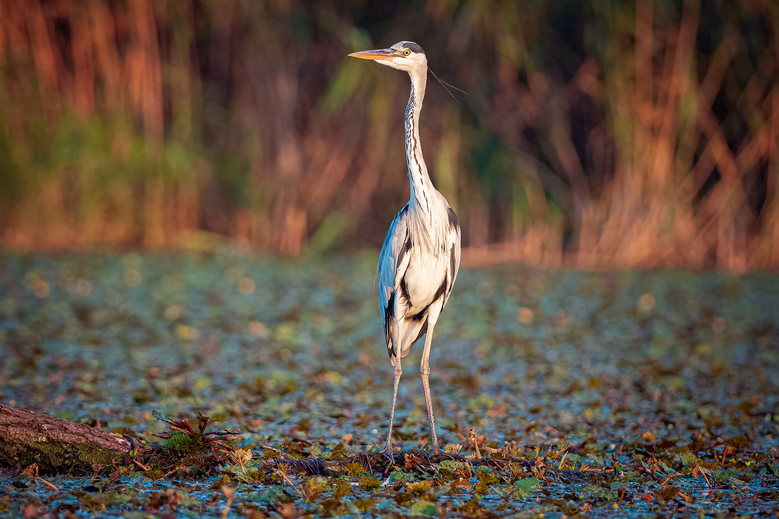 Starc cenusiu / Grey heron (Ardea cinerea)