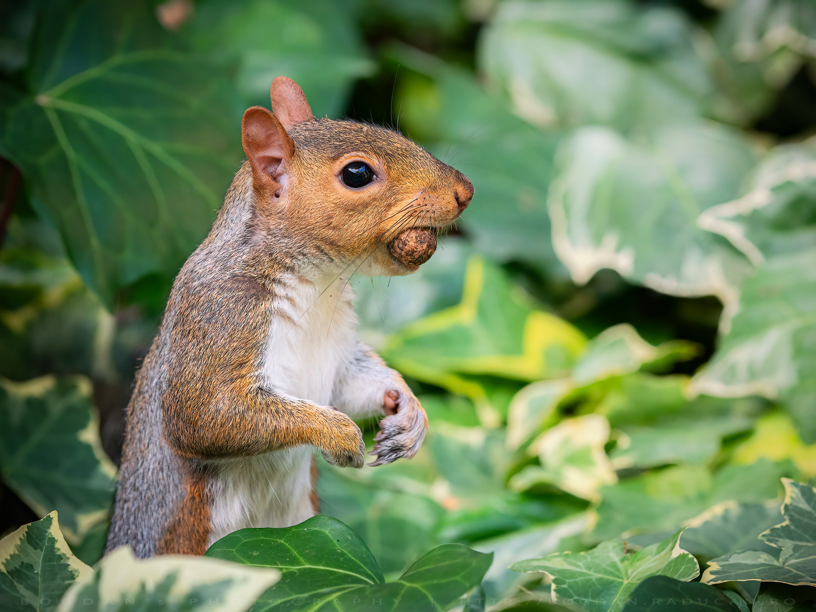 Veverita gri / Grey Squirrels (Sciurus carolinensis)