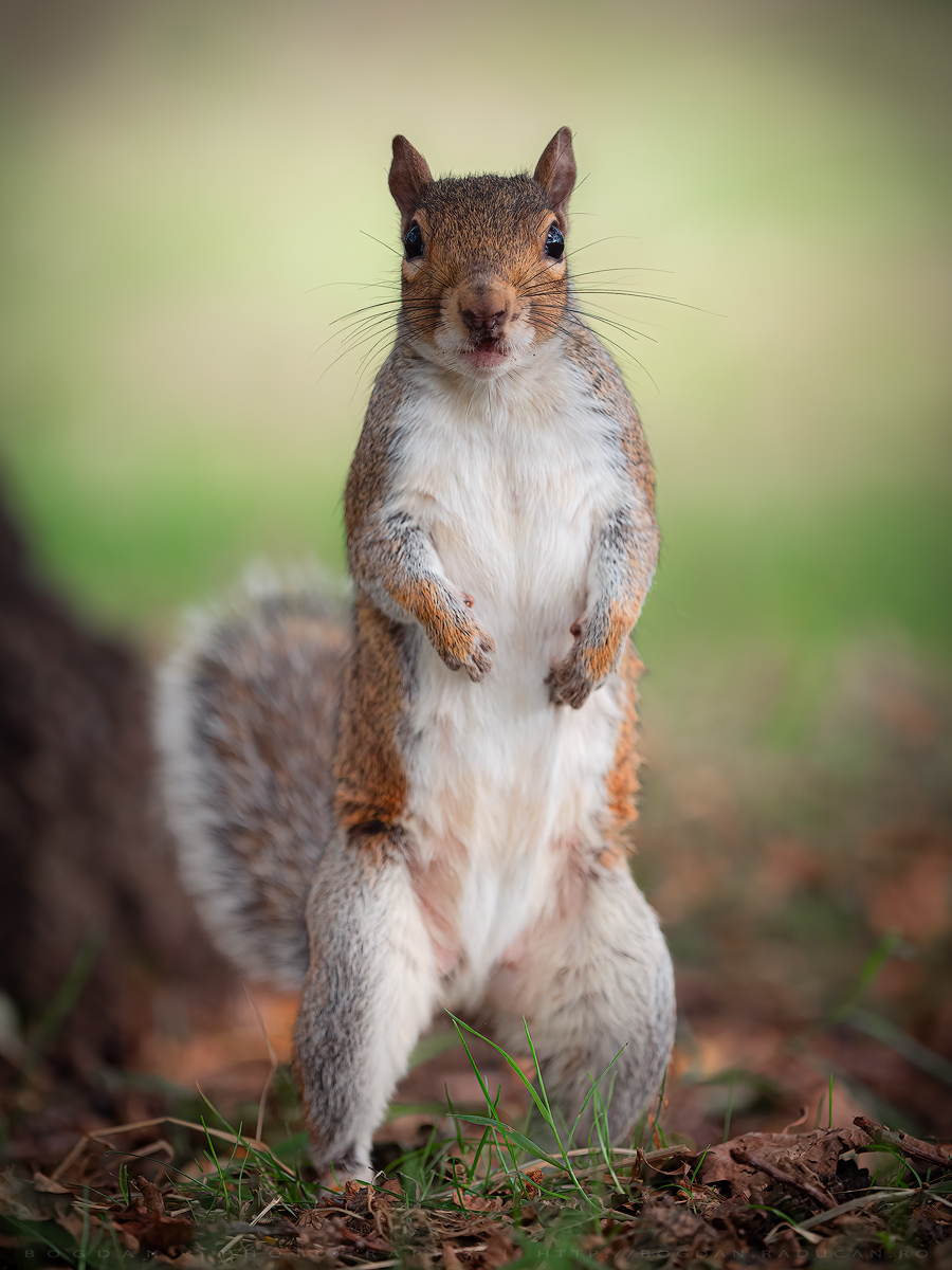 Veverita gri / Grey Squirrels (Sciurus carolinensis)