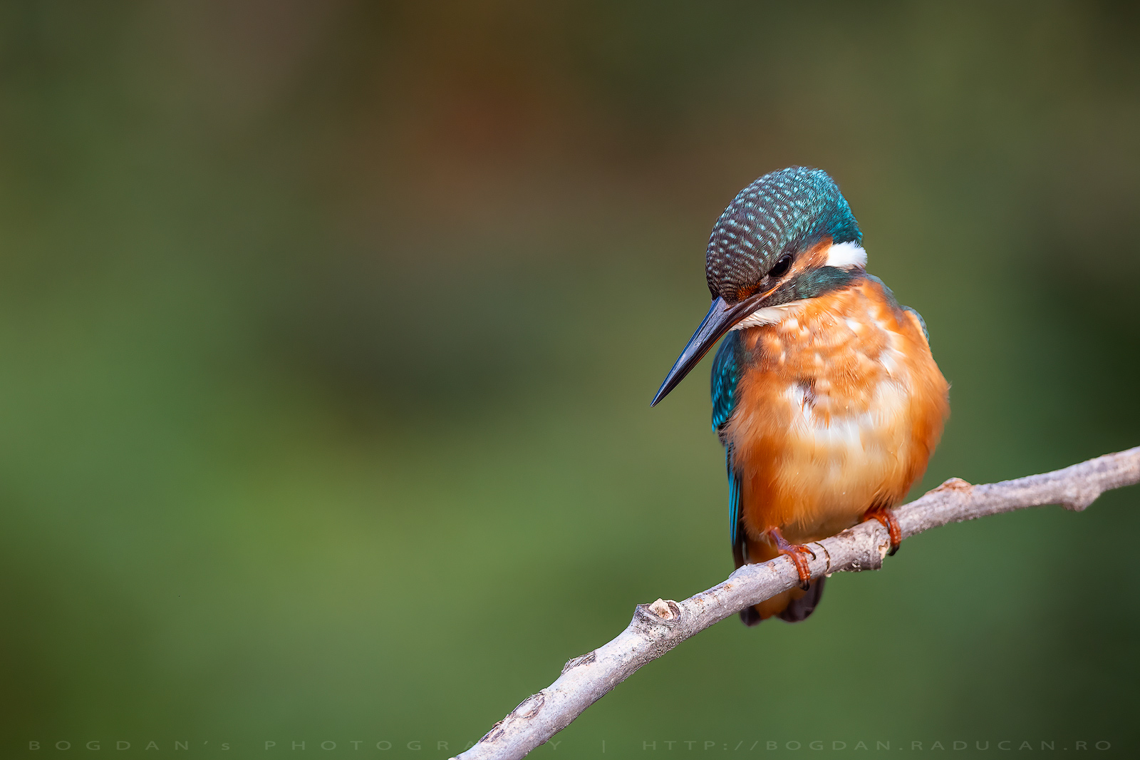 Pescaras albastru / Eurasian kingfisher (Alcedo Atthis)