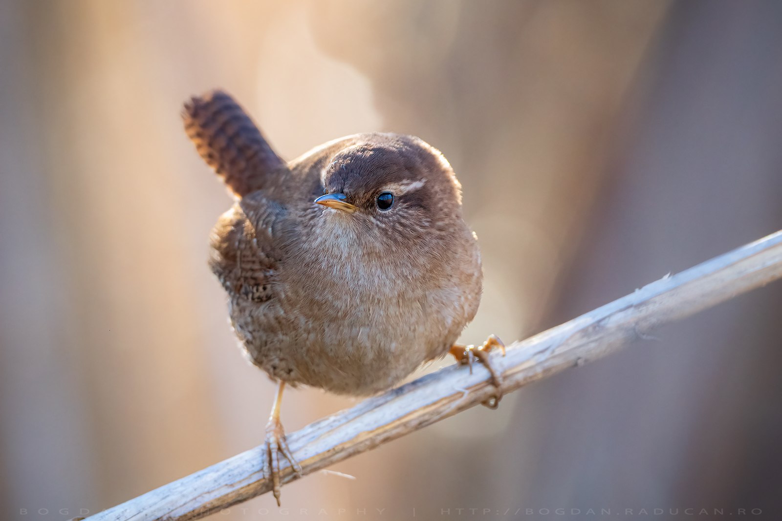 Pantarus / Wren (Troglodytes troglodytes)
