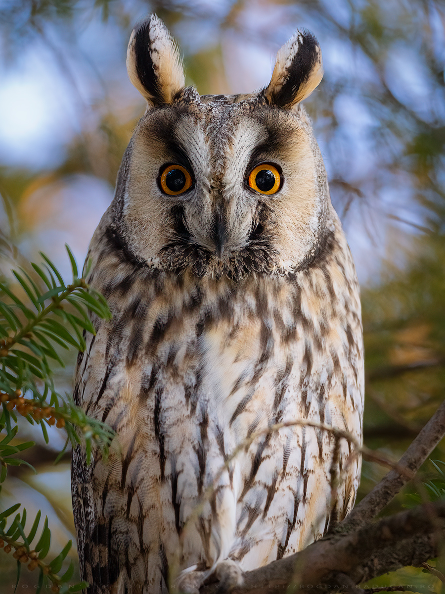 Ciuful de pădure / Long-eared owl (Asio otus)