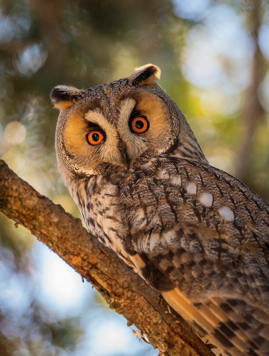 Ciuful de pădure / Long-eared owl (Asio otus)