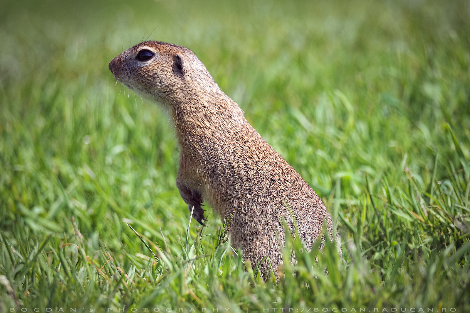 Popândăul european / Ground squirrel (Spermophilus citellus)