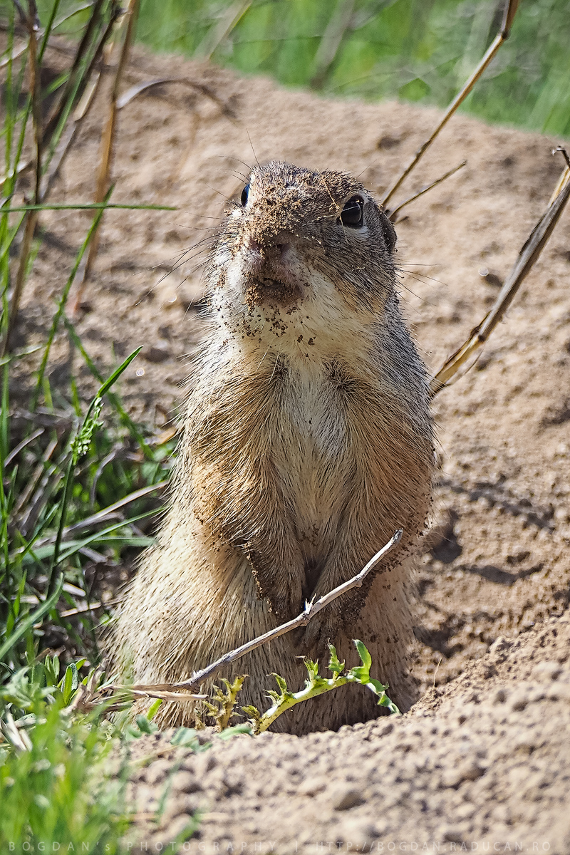 Popândăul european / Ground squirrel (Spermophilus citellus)