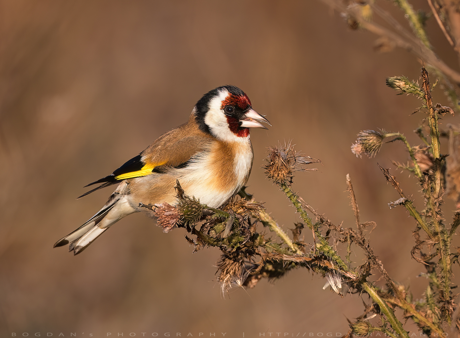 Sticletele / Goldfinch (Carduelis carduelis)