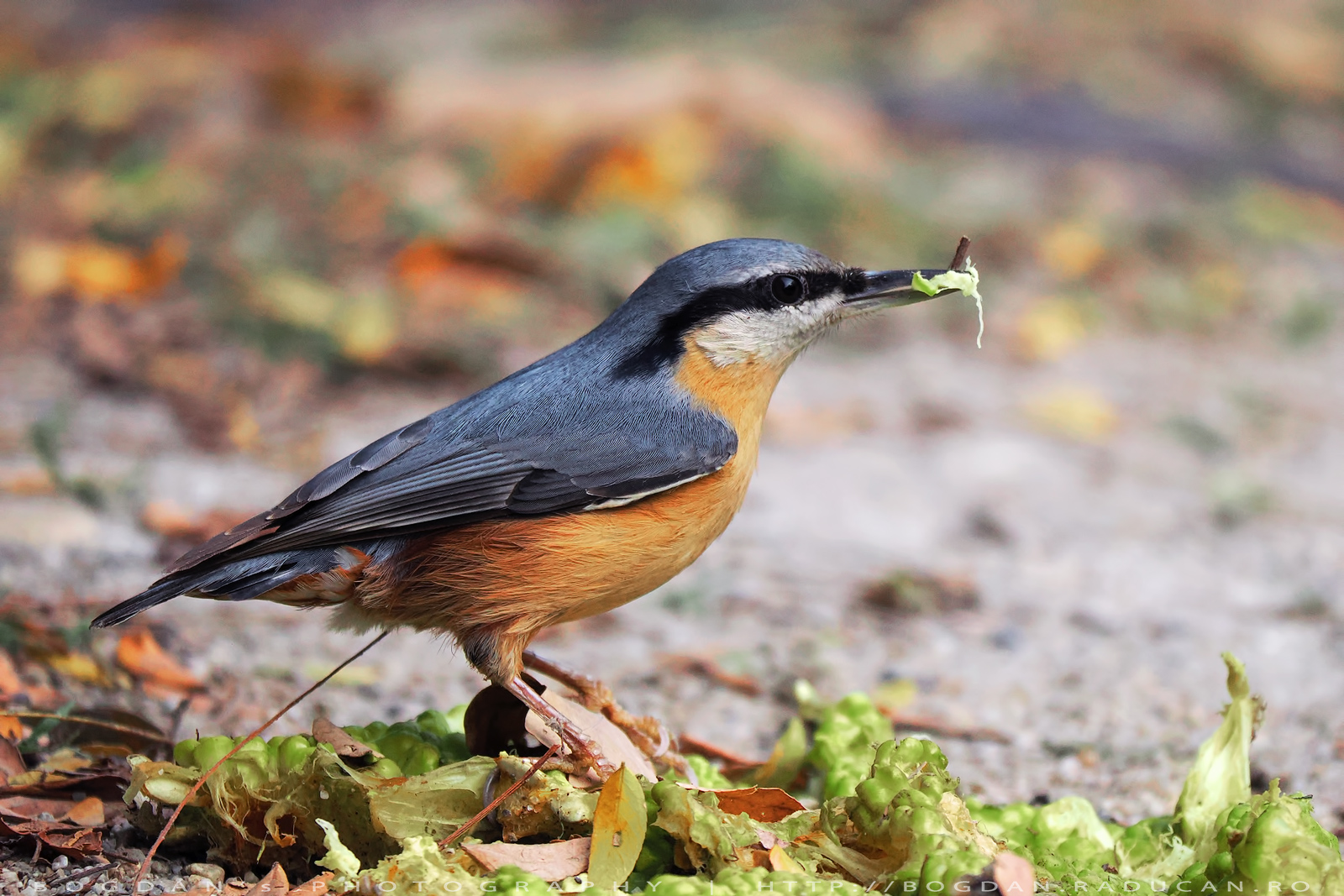 Ticlean  / Nuthatch (Sitta europaea)