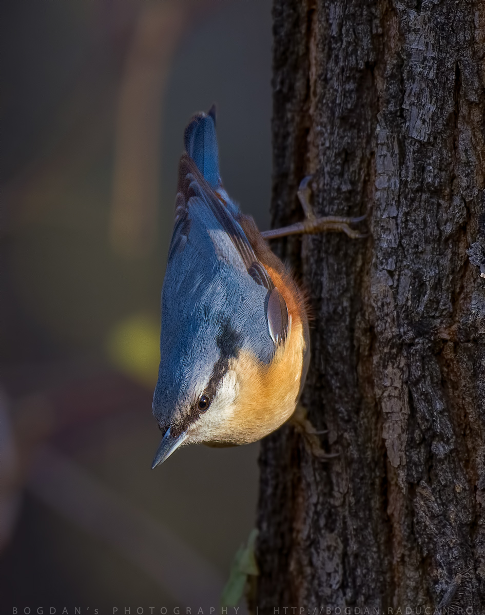 Țiclean  / Nuthatch (Sitta europaea)
