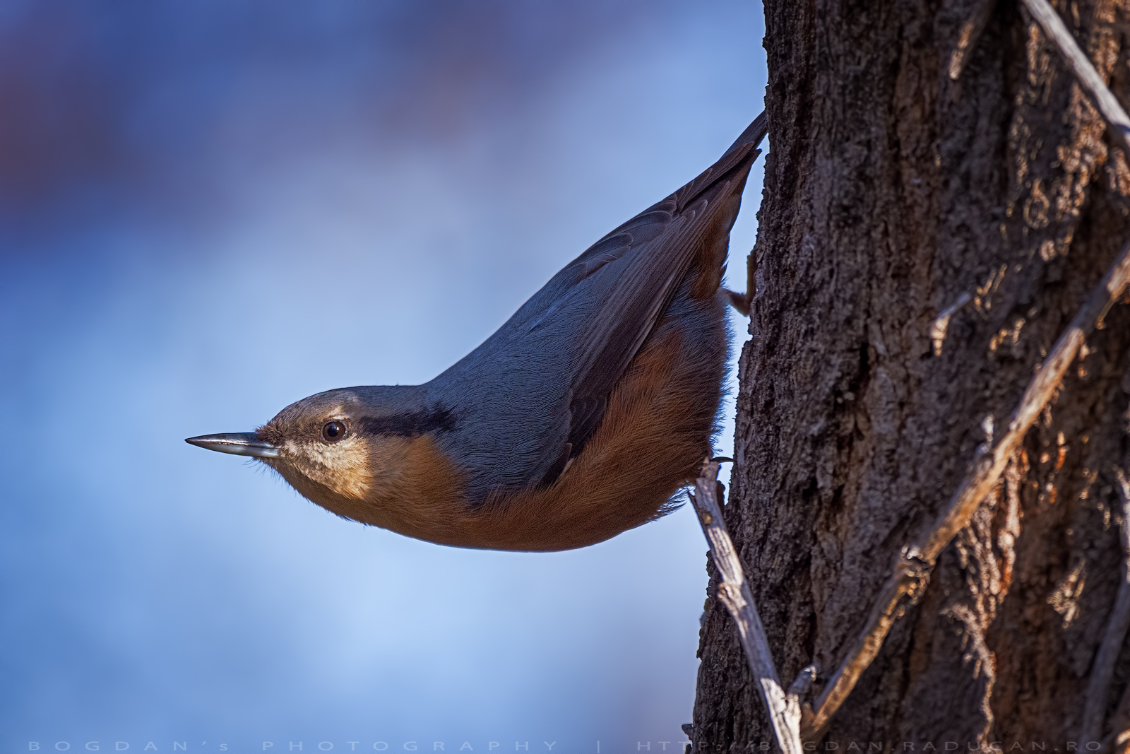 Țiclean  / Nuthatch (Sitta europaea)