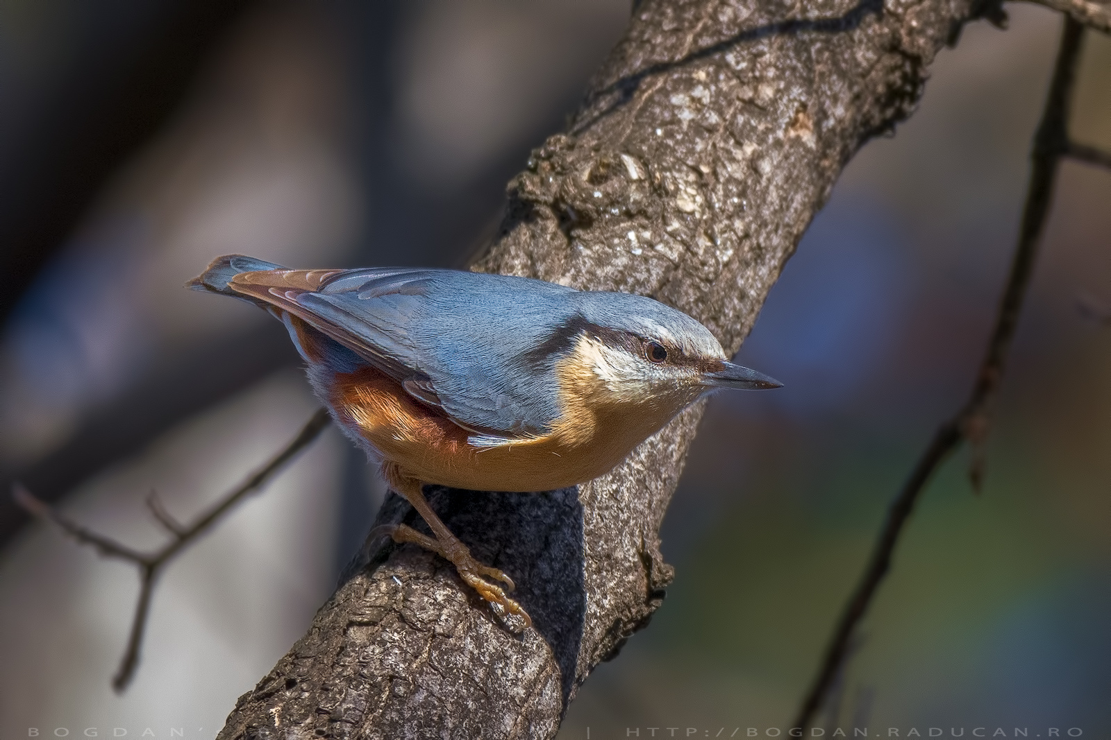Țiclean / Nuthatch  (Sitta europaea)