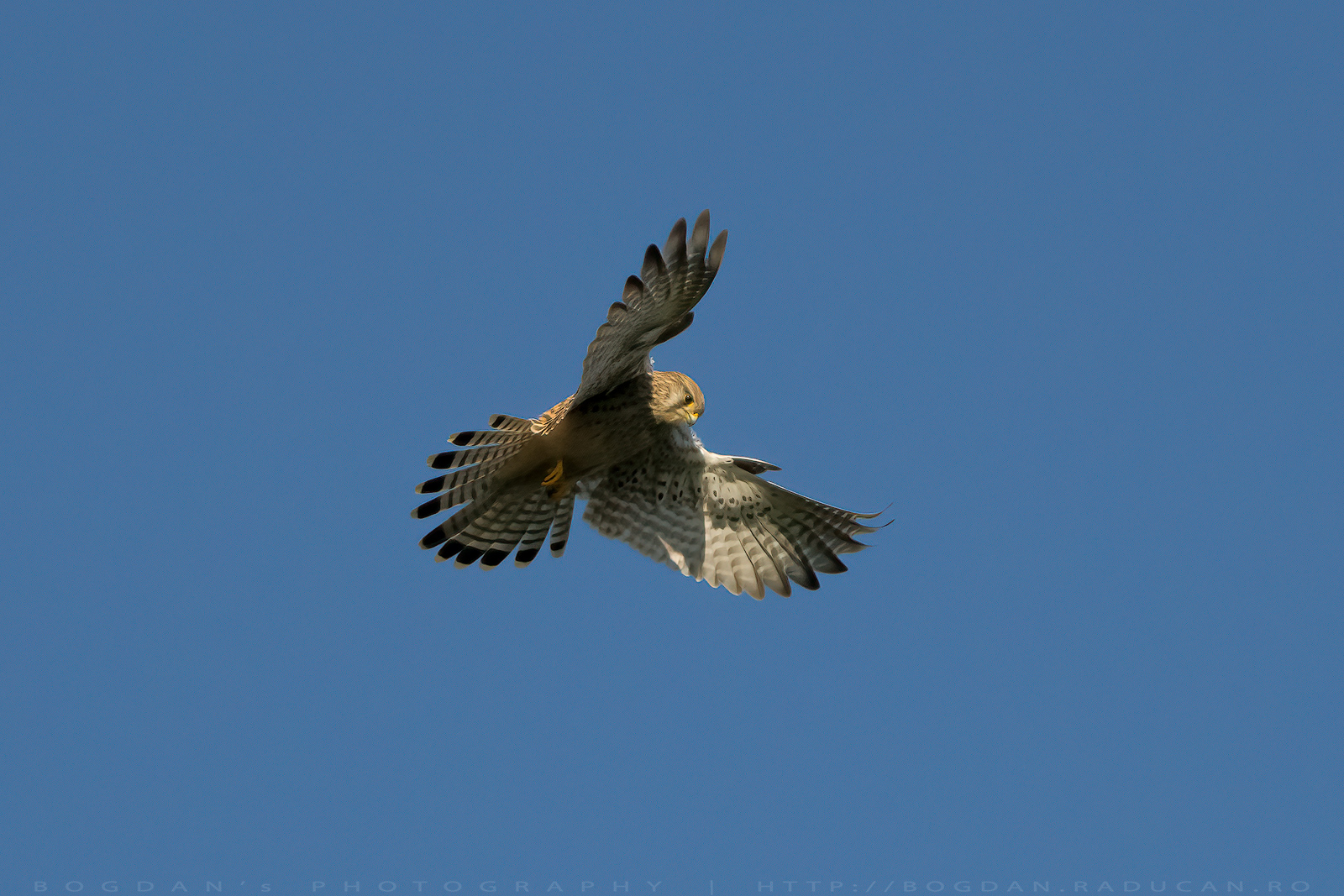Vanurel rosu / Common kestrel (Falco tinnunculus)