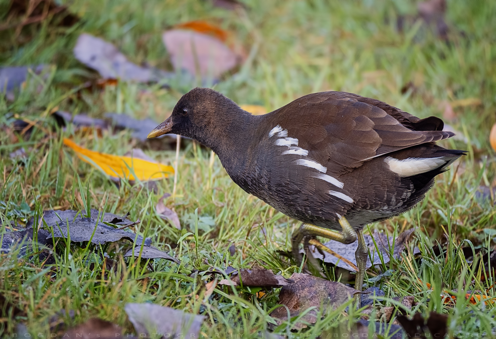 Găinușa de baltă sau corla / Moorhen (Gallinula chloropus)