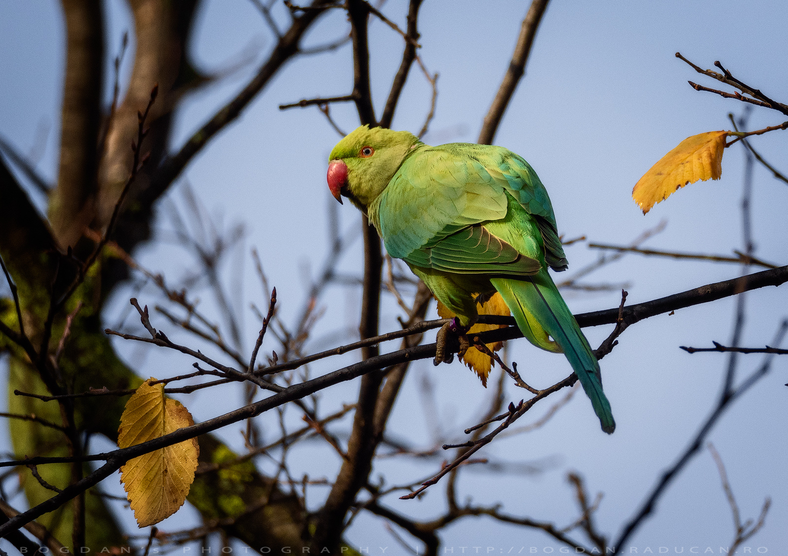 Micul Alexandru / Rose-ringed parakeet (Psittacula krameri)