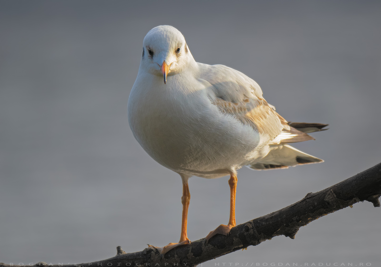 Pescăruşul râzător / Black-headed gull (Larus ridibundus)