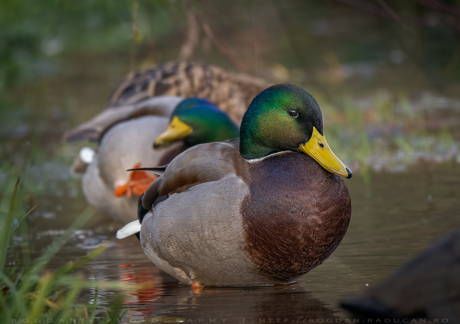 Rata salbatica mare / Mallard (Anas platyrhynchos)